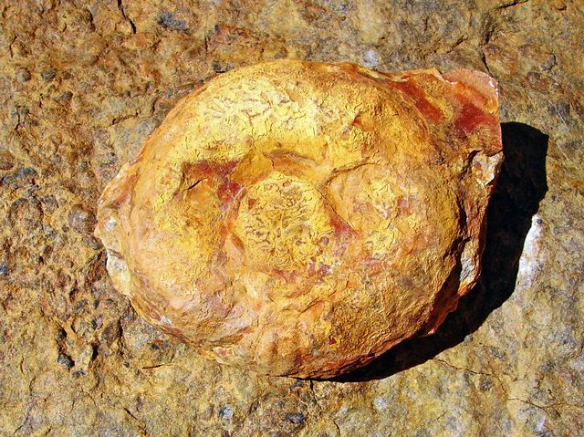 Astropolichnus: un fósil muy peculiar