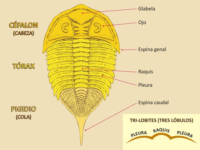 Estructura de los trilobites