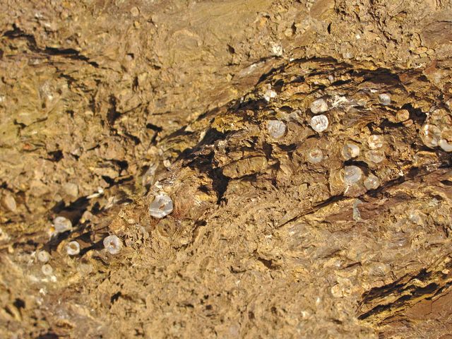 Los fósiles de la Formación Valporquero